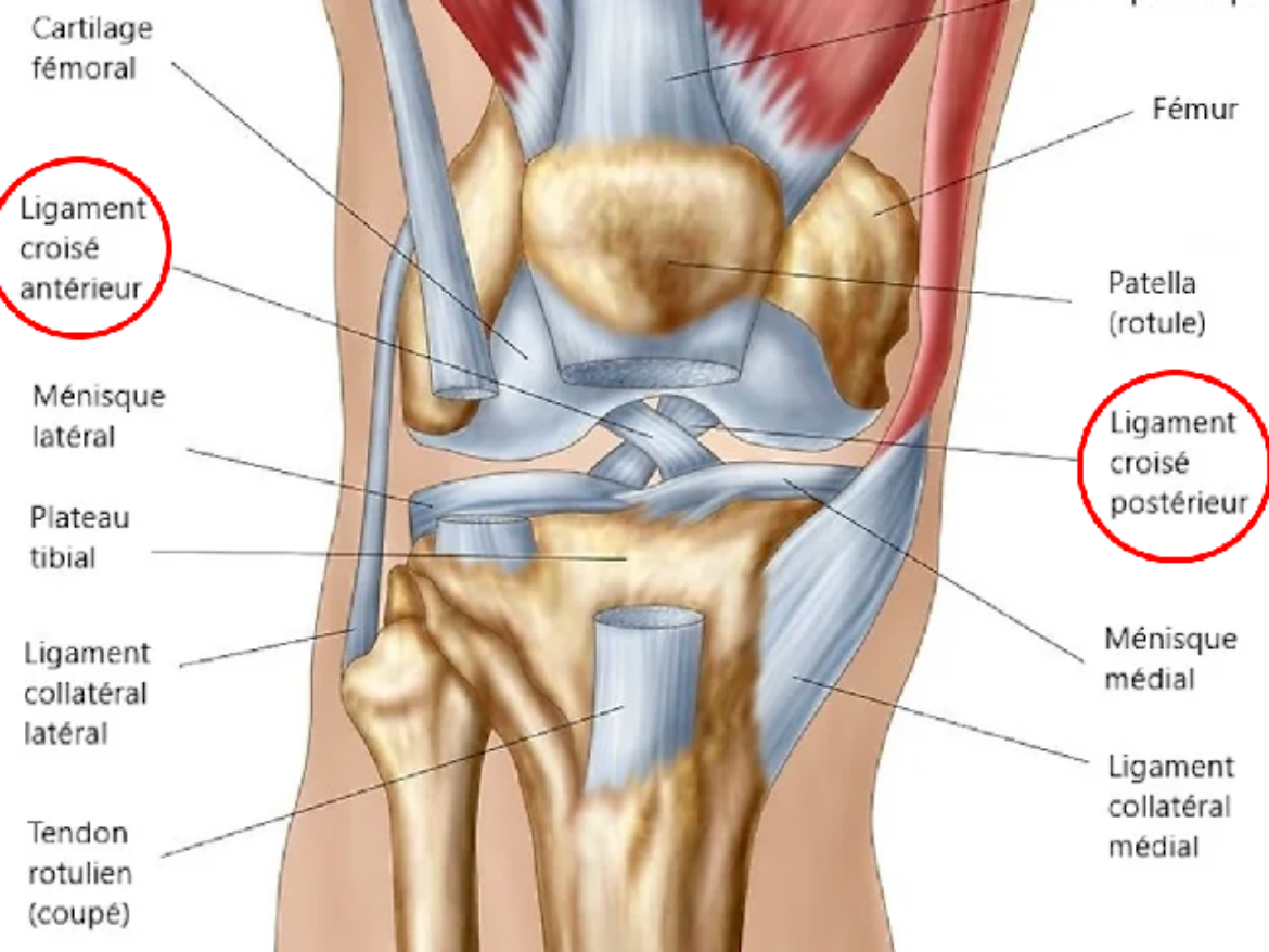 Ligament