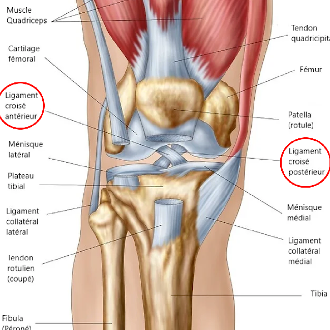 Ligament