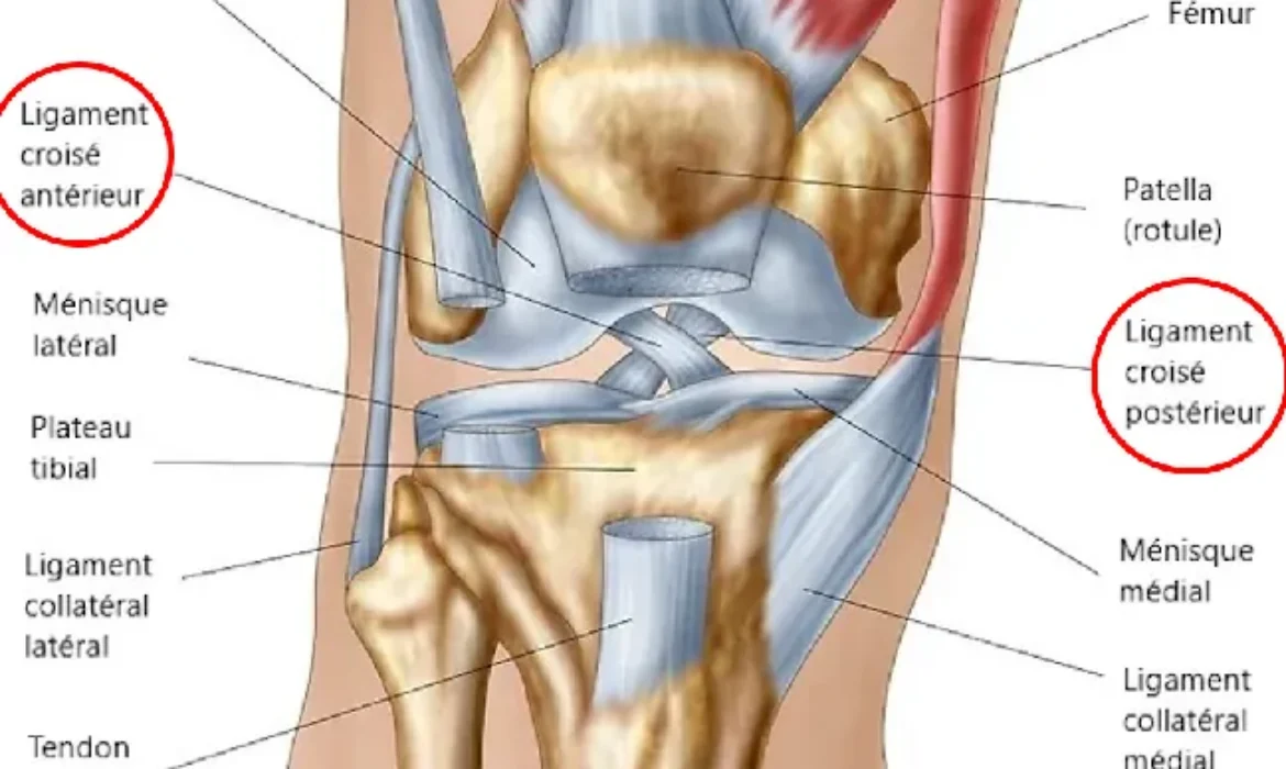 Ligament